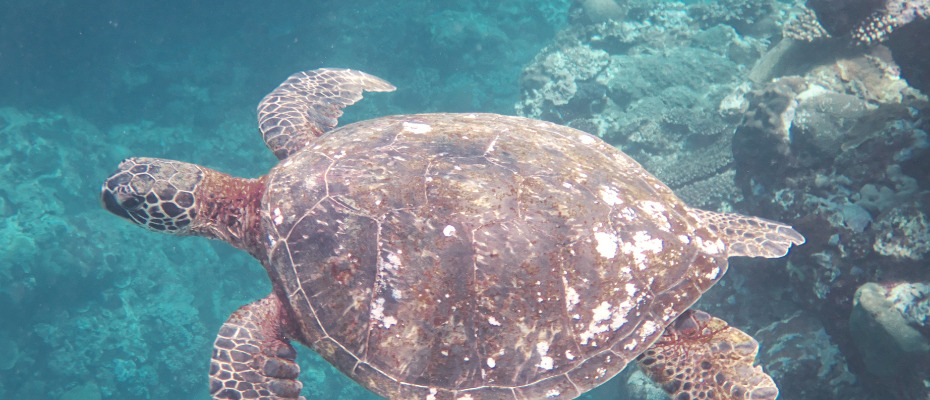Sea-turtle-amami